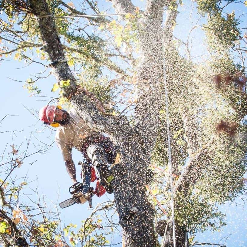 Bradford Goshorn working in tree with chainsaw